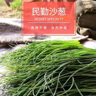 甘肃民勤沙葱