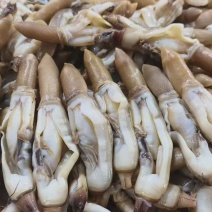 蛏肉