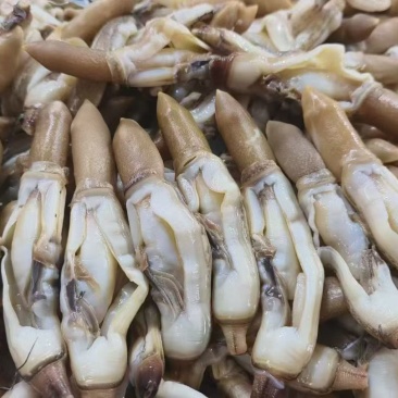 蛏肉