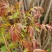 濮阳香椿芽