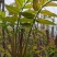 濮阳香椿芽