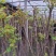 濮阳香椿芽