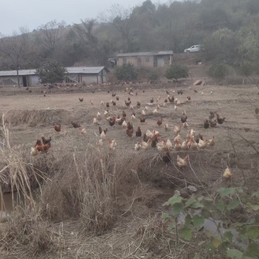 需要散养鸡联系价格优惠，各位老板需要联系