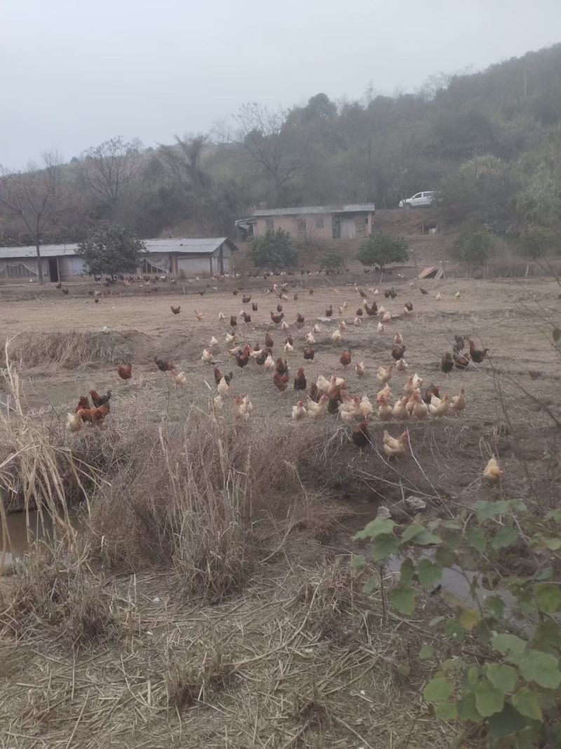 需要散养鸡联系价格优惠，各位老板需要联系