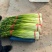 江苏丰县大棚蒜苔白帽蒜薹大量上市量大从优欢迎联系