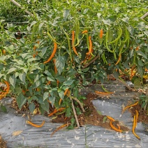 辣椒二荆条