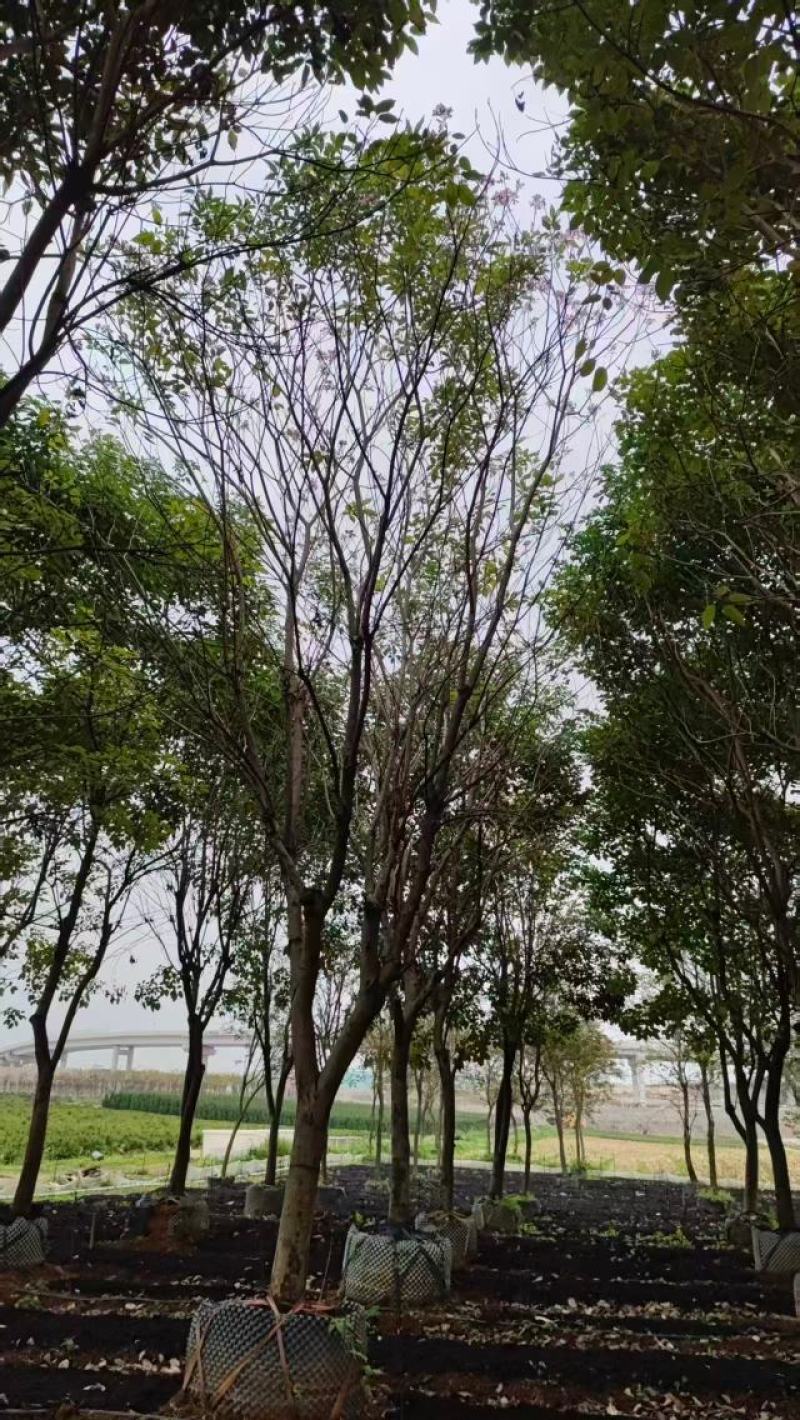 紫花风铃木15-18公分