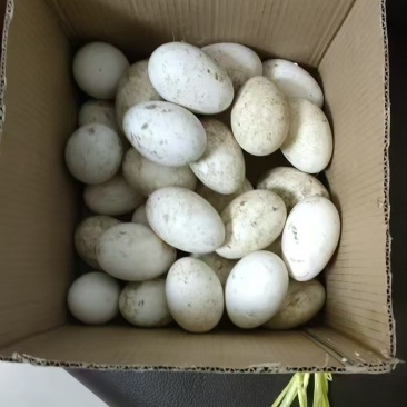 鹅蛋