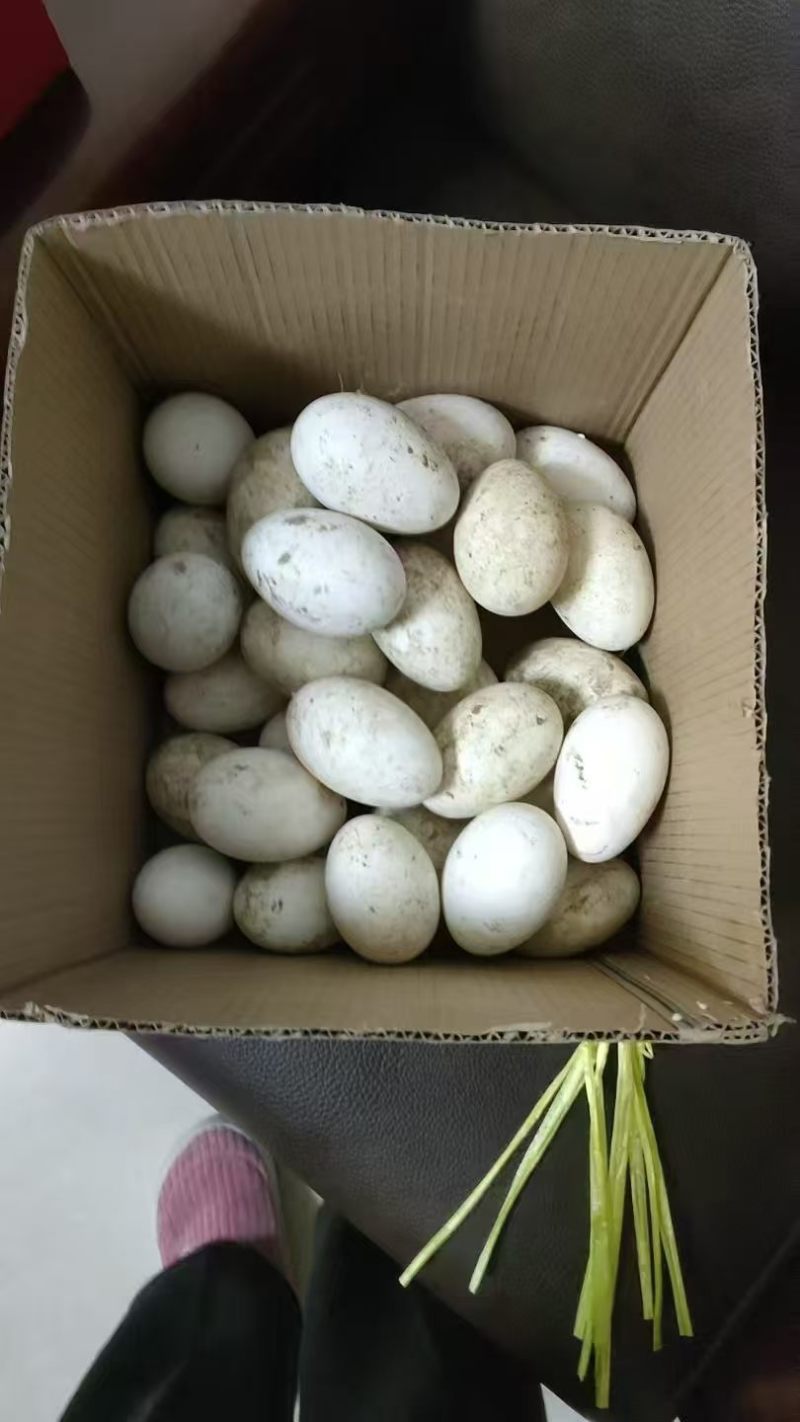 鹅蛋