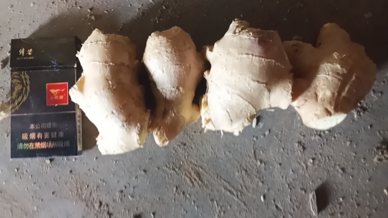 优质烘干姜把