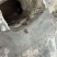 农家自产土蜂蜜，每次可割100余斤，有没有蜂蜜收购商，