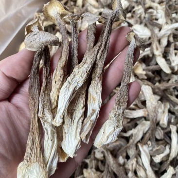 云南菌子王国高山鹿茸菇干货