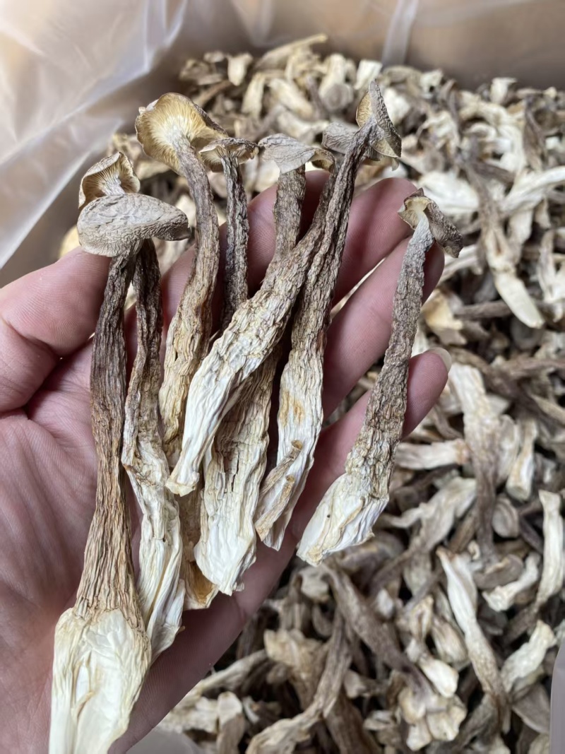 云南菌子王国高山鹿茸菇干货