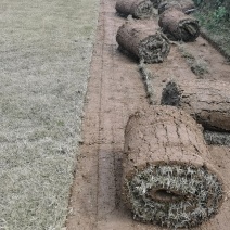 各类精品草皮，基地直发