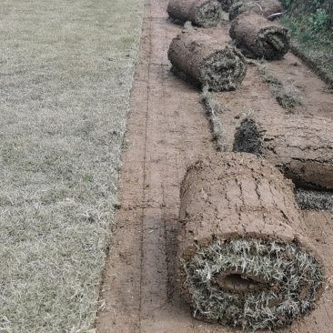 各类精品草皮，基地直发