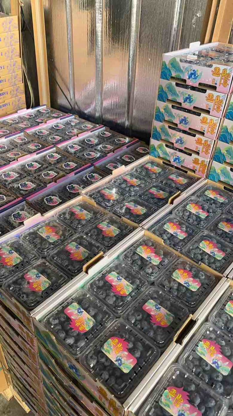 一件代发各大平台电商达人主播线下高品质蓝莓