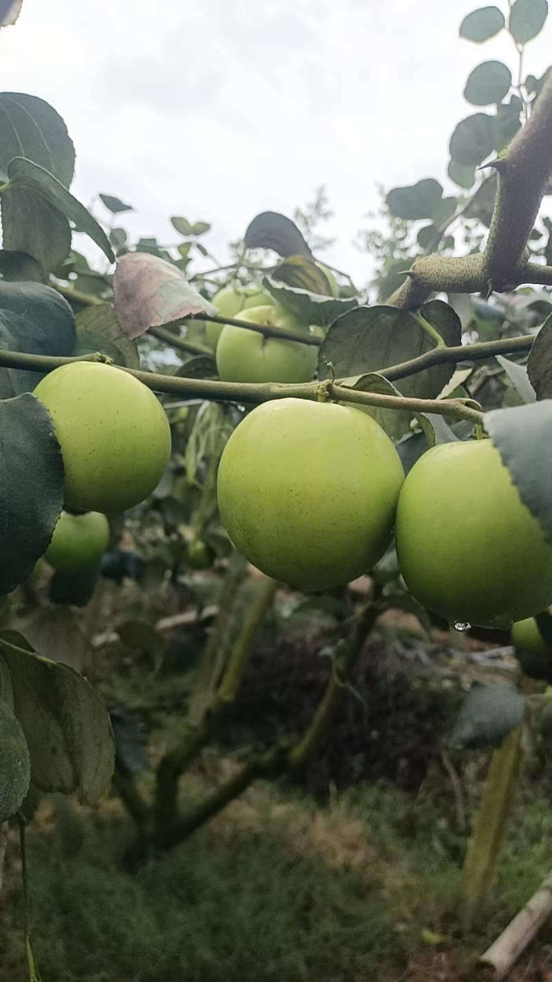 牛奶苹果枣
