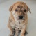 家养虎斑犬，疫苗已接种，健康活泼