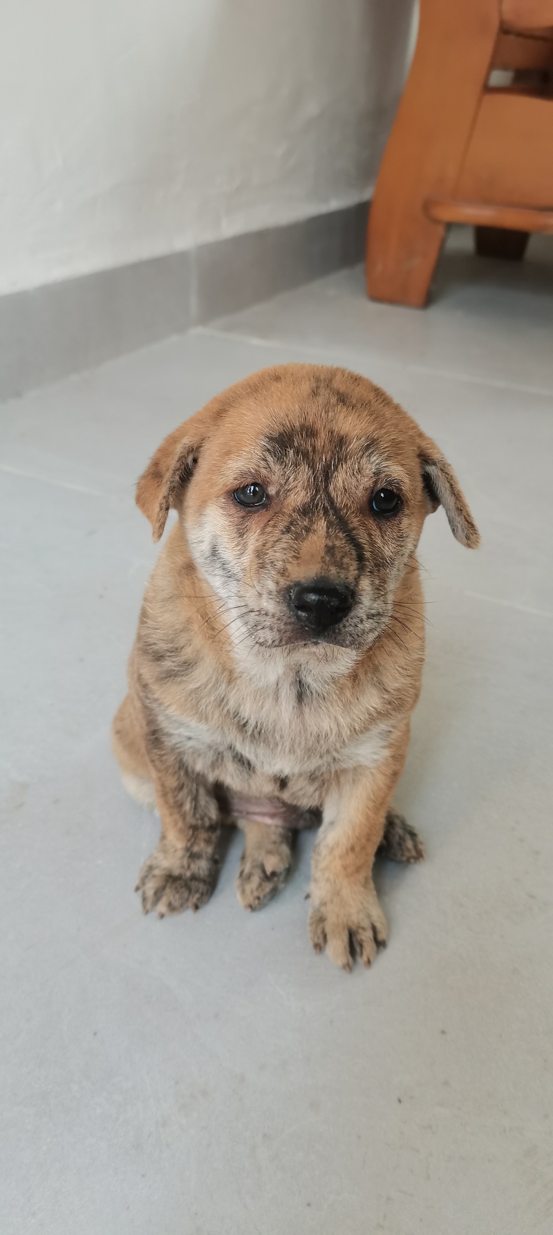 家养虎斑犬，疫苗已接种，健康活泼