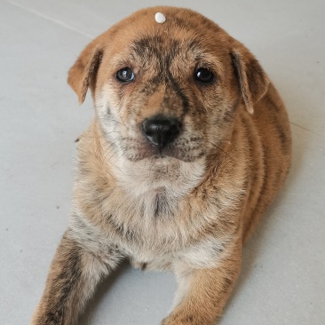 家养虎斑犬，疫苗已接种，健康活泼
