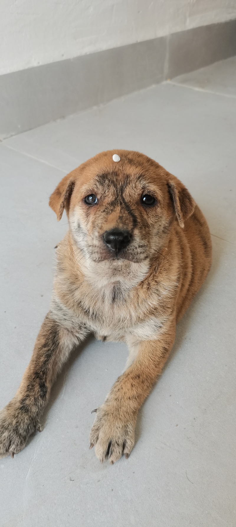 家养虎斑犬，疫苗已接种，健康活泼