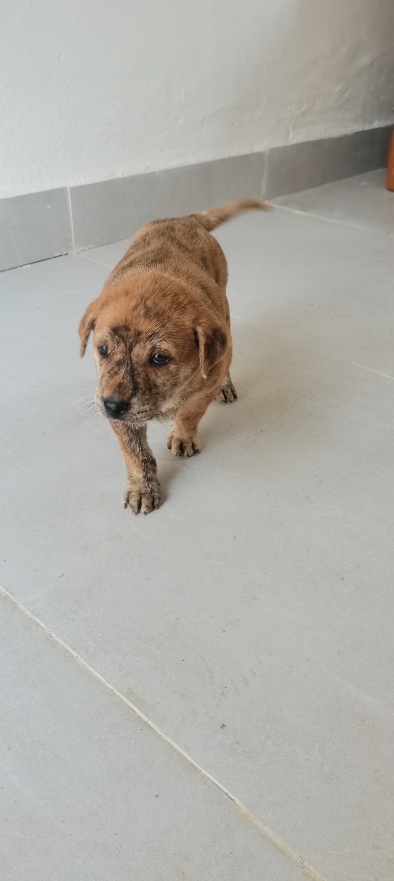 家养虎斑犬，疫苗已接种，健康活泼
