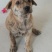 家养虎斑犬，疫苗已接种，健康活泼