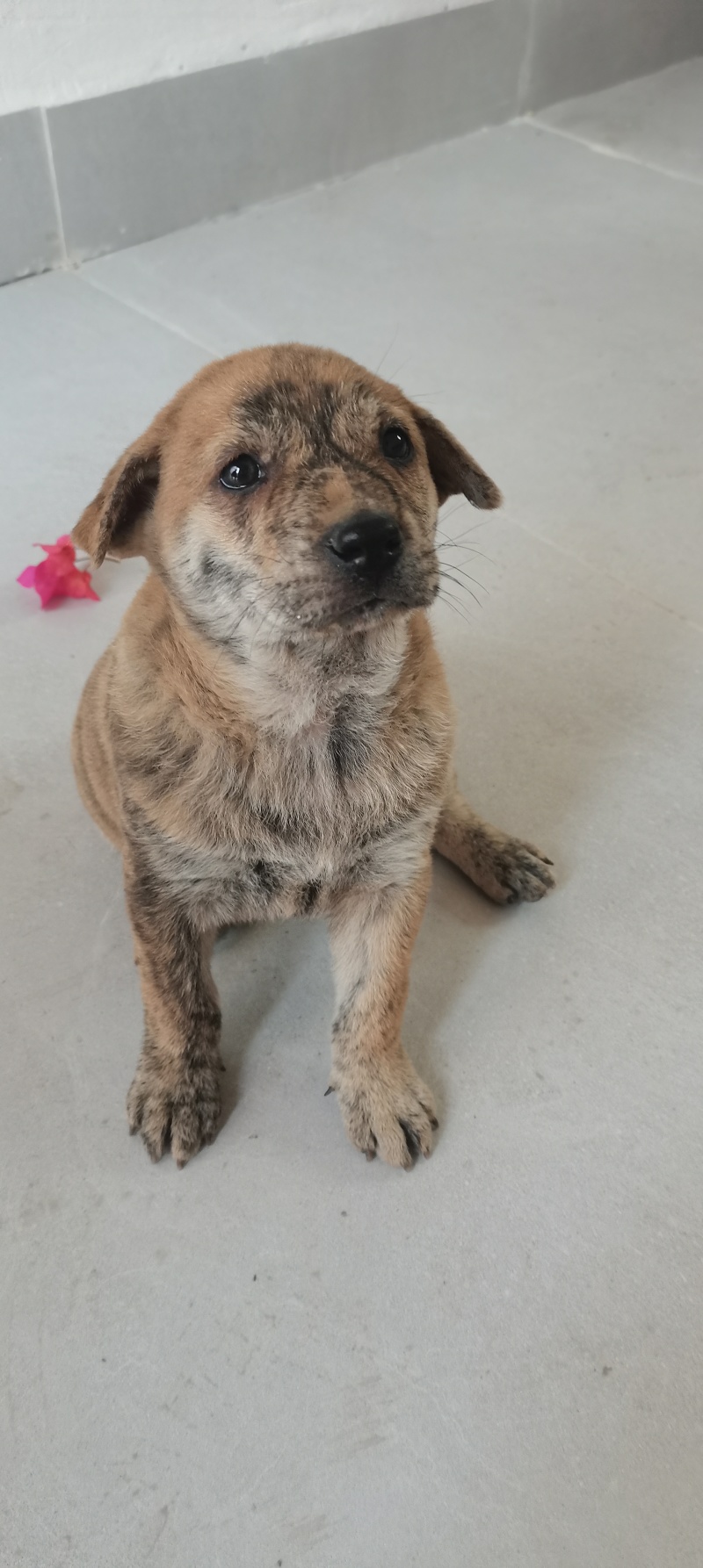 家养虎斑犬，疫苗已接种，健康活泼