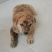家养虎斑犬，疫苗已接种，健康活泼