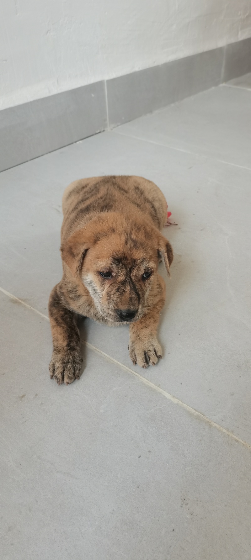 家养虎斑犬，疫苗已接种，健康活泼