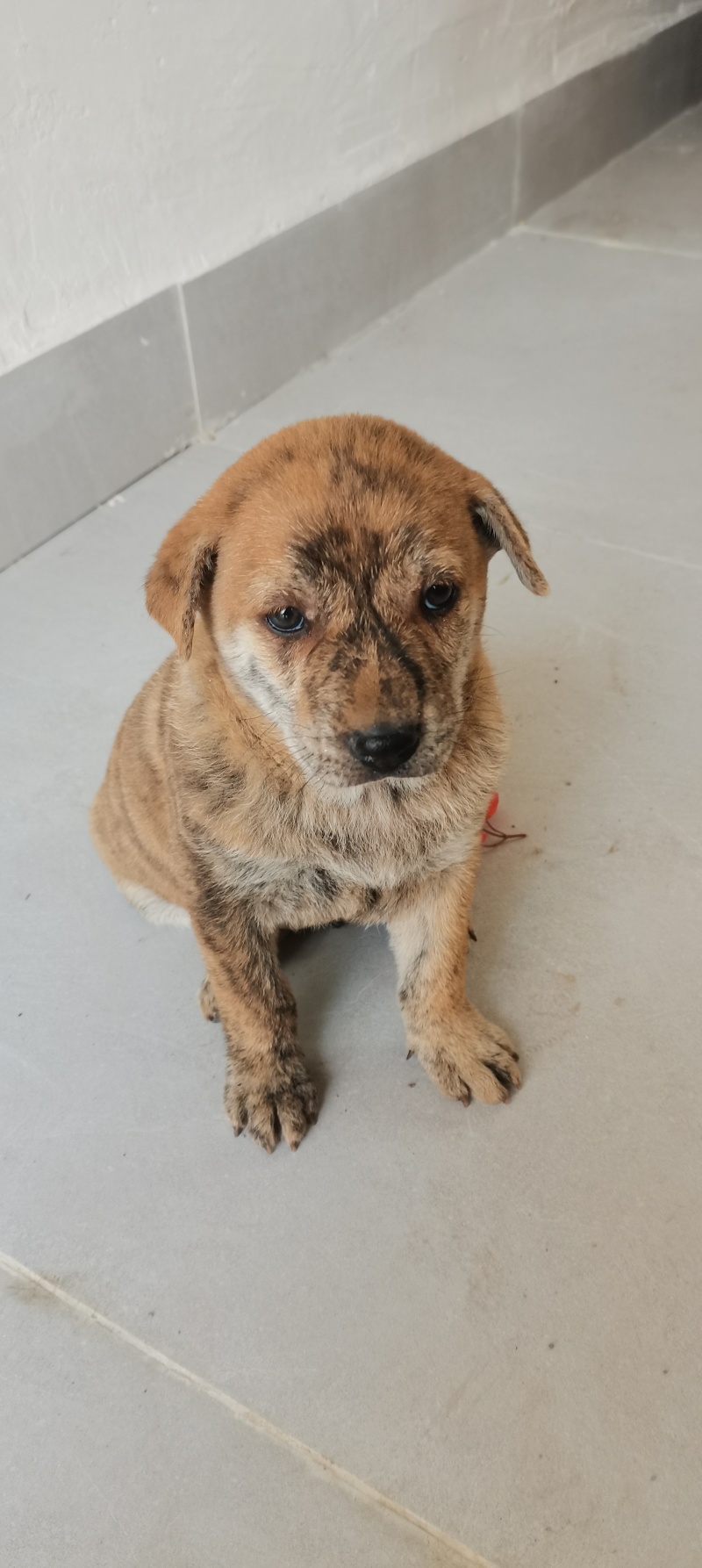 家养虎斑犬，疫苗已接种，健康活泼