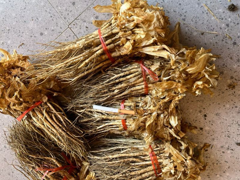 自家种秦艽苗处理中需要的联系苗好