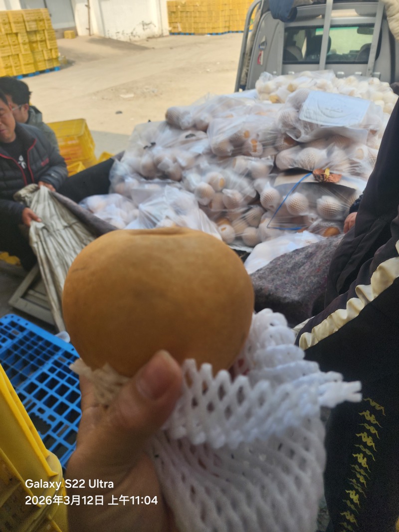 皇冠梨新高梨大鸭梨黄金梨元黄梨丰水梨红香酥梨秋月梨