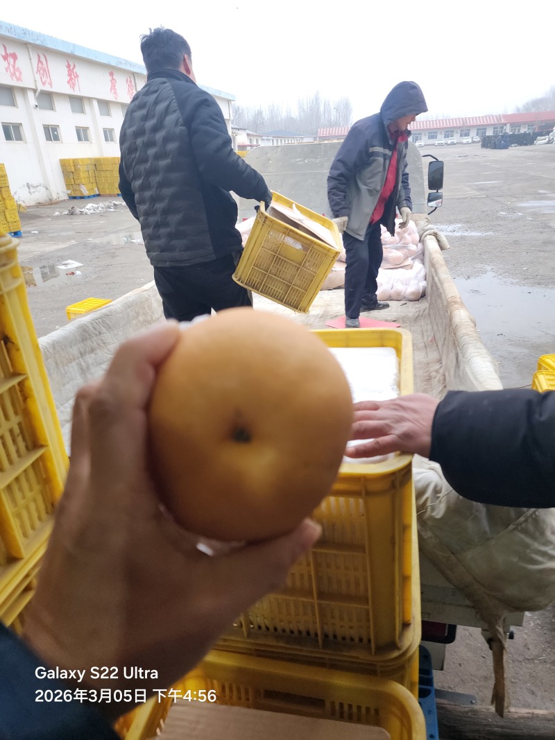 皇冠梨新高梨大鸭梨黄金梨元黄梨丰水梨红香酥梨秋月梨