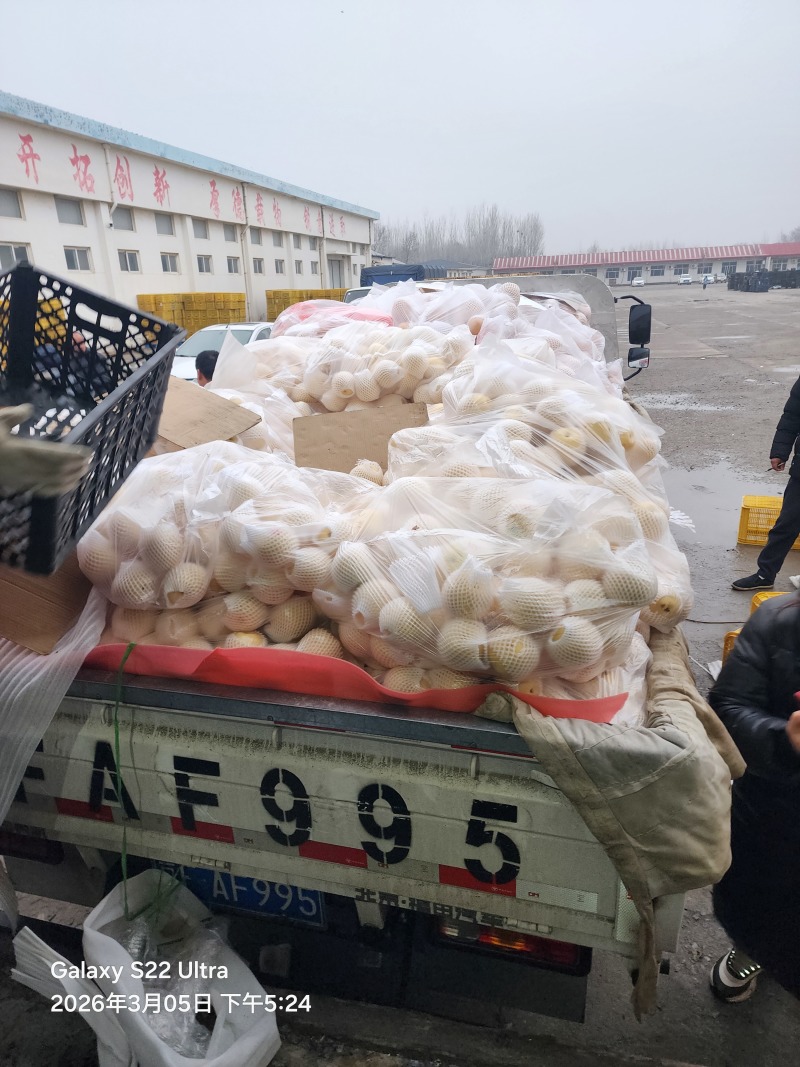 皇冠梨新高梨大鸭梨黄金梨元黄梨丰水梨红香酥梨秋月梨