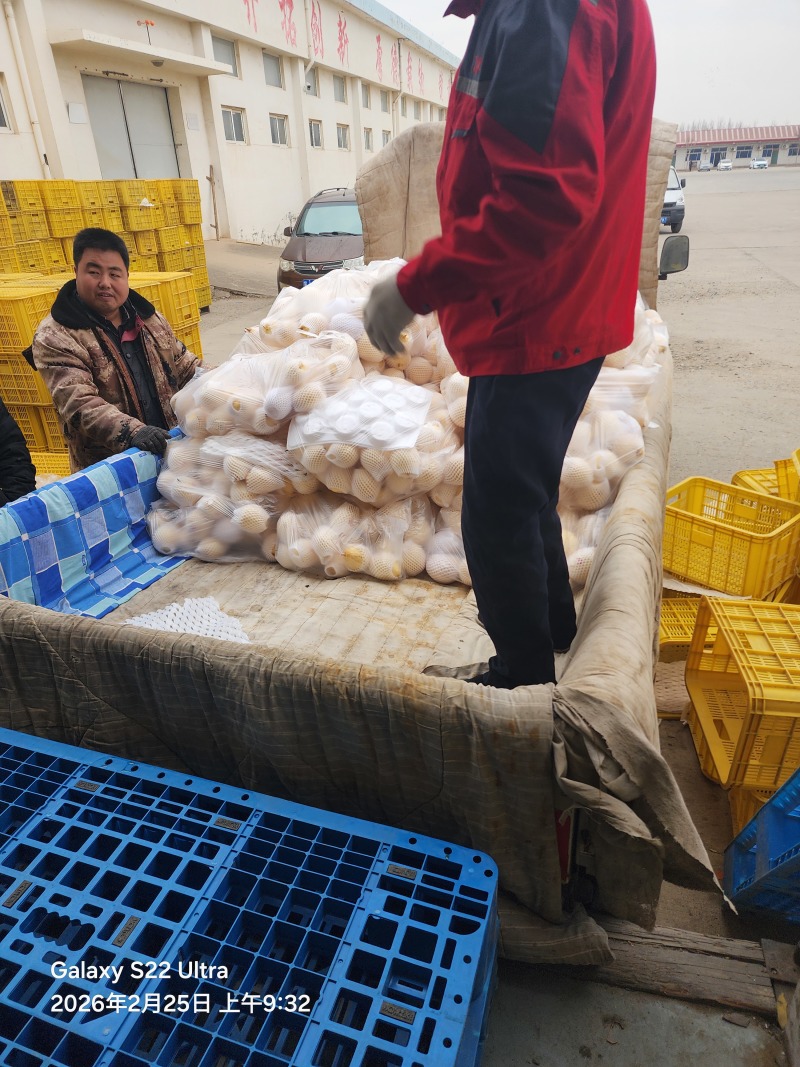 皇冠梨新高梨大鸭梨黄金梨元黄梨丰水梨红香酥梨秋月梨