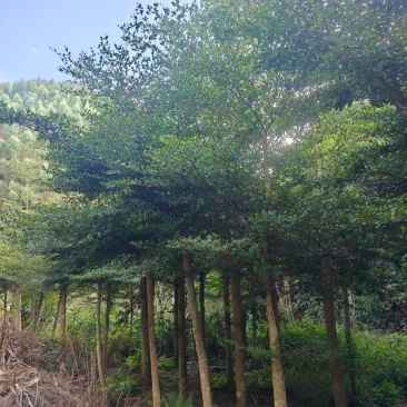 小叶榄仁6-12分