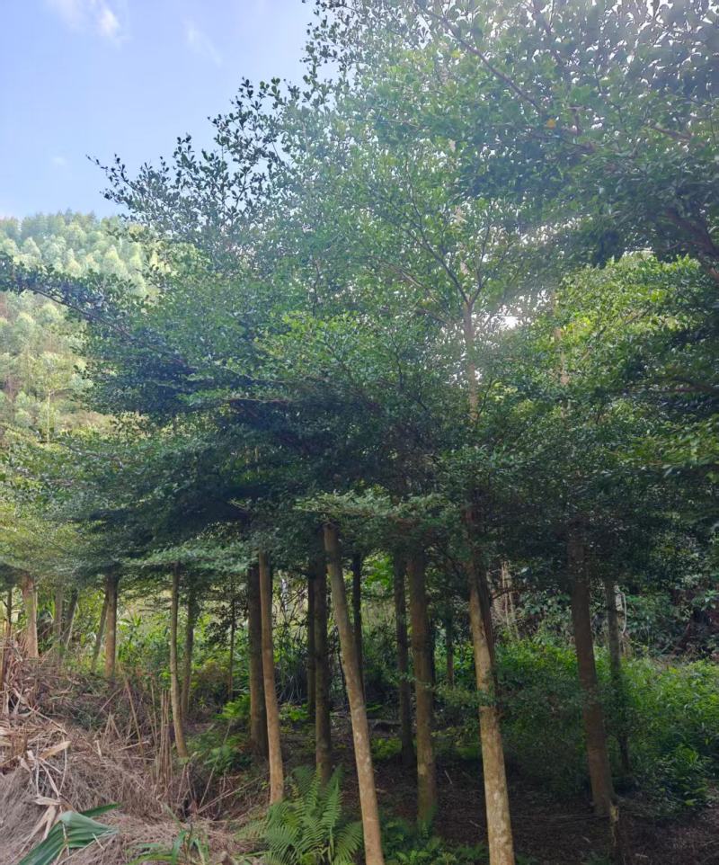 小叶榄仁6-12分