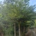 小叶榄仁6-12分