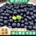 绿仁黑豆黄仁黑豆扁黑豆