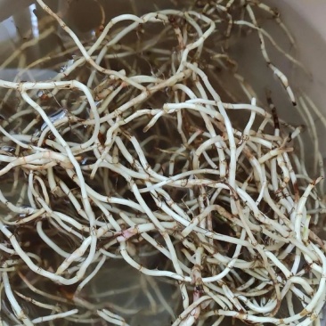 节节根