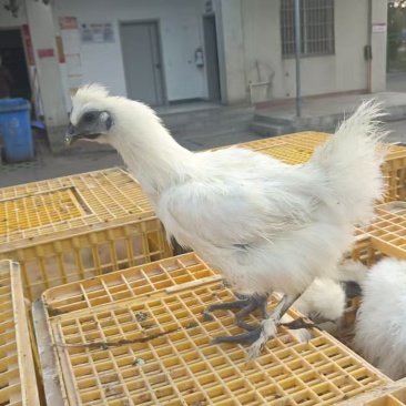 白耳母鸡