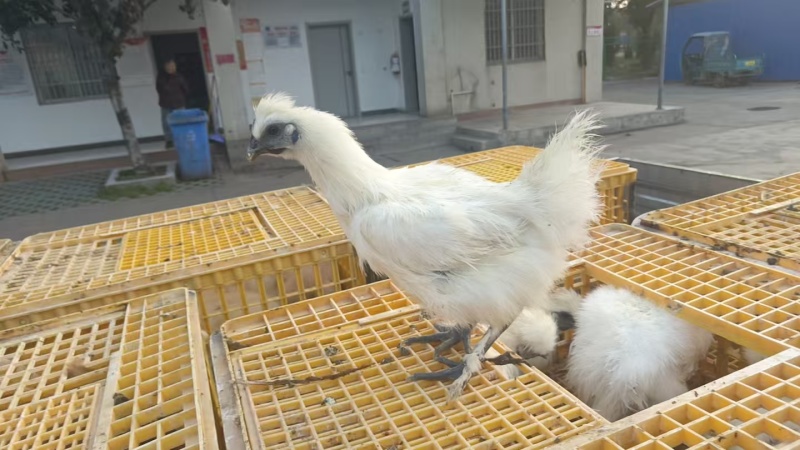 白耳母鸡