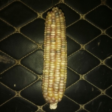 彩色文玩玉米