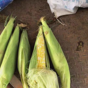 太阳火水果玉米🌽