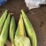太阳火水果玉米🌽
