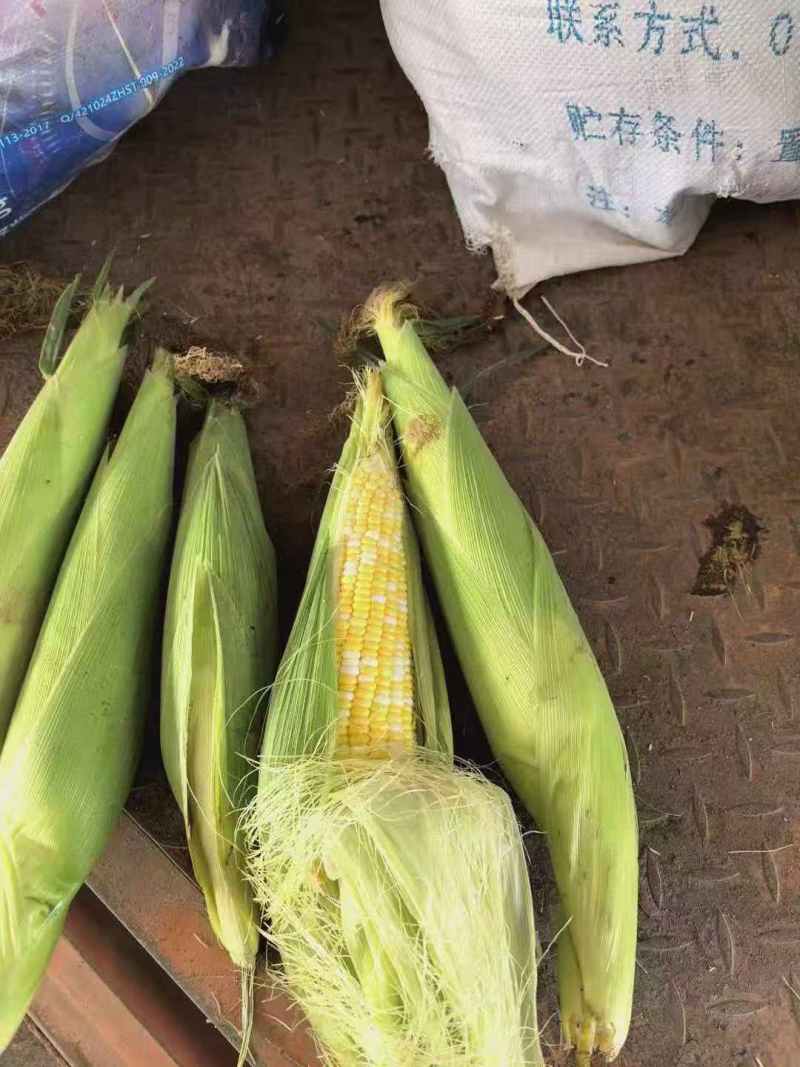 太阳火水果玉米🌽