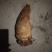 笋