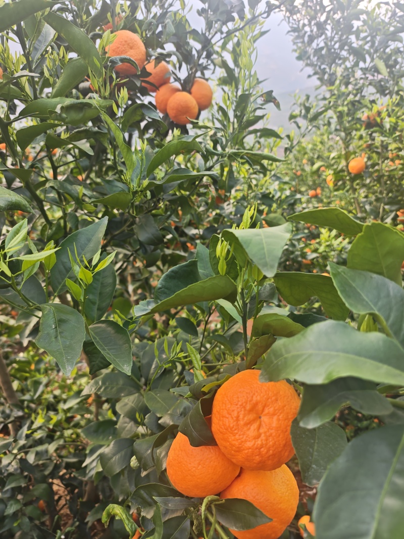 大理沃柑