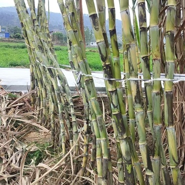 黄金甘蔗种